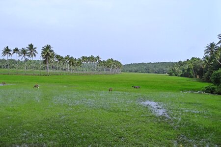 Coconut groves goa india