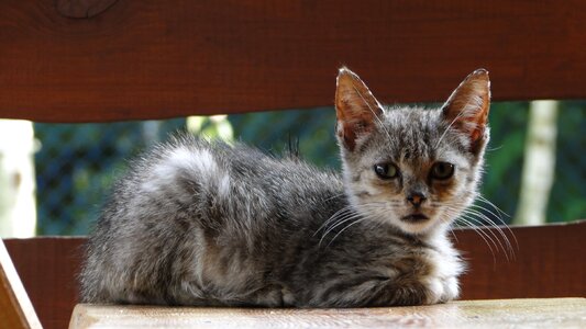 Tomcat a young kitten little kitty photo