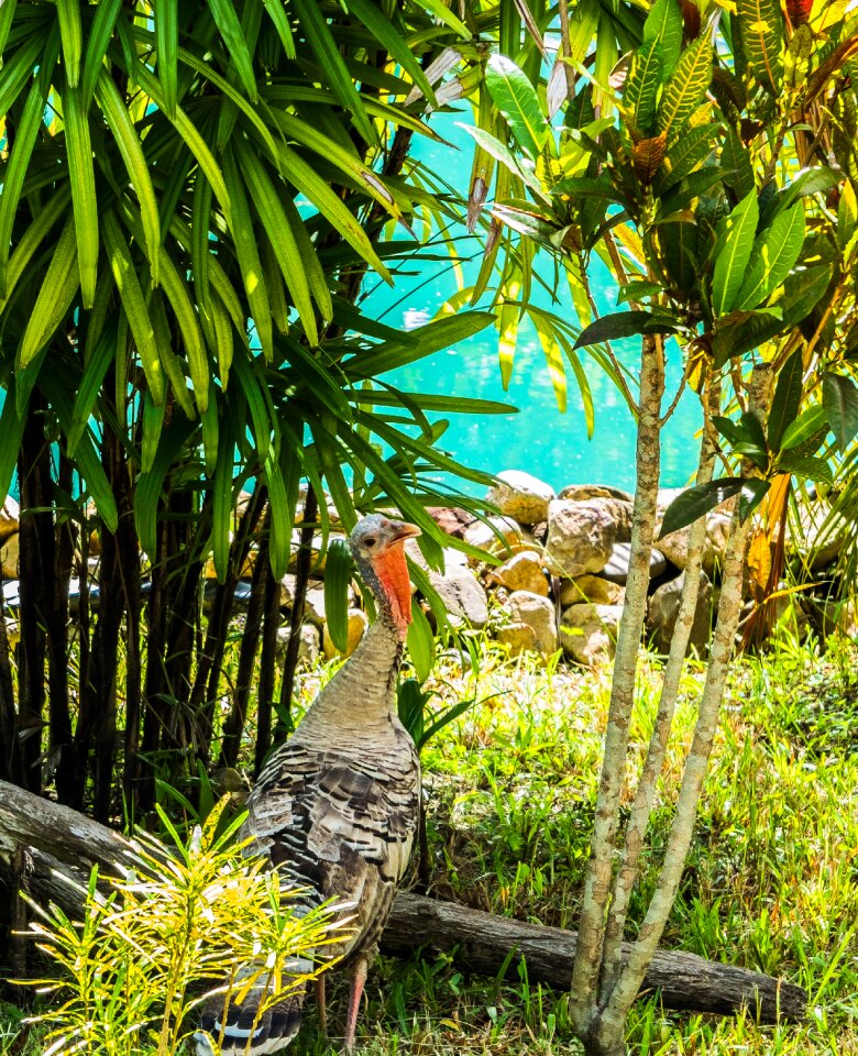 Bird garden undergrowth