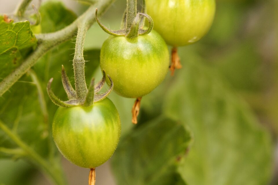 Vegetables green grow