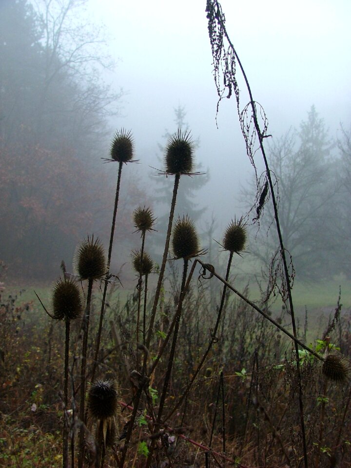 Autumn thistle aggtelek hills