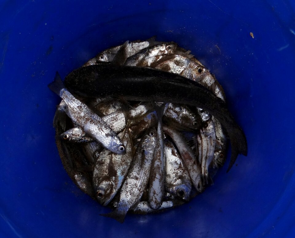 Sardinella longiceps ray-finned fish sardinella