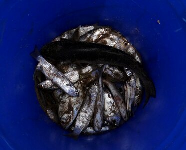 Sardinella longiceps ray-finned fish sardinella