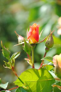 Bloom flower pink