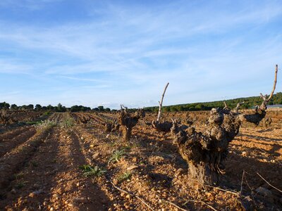 Agriculture spain wine