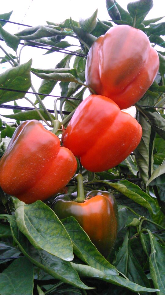 Pepper agriculture vegetable