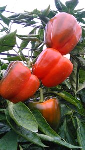 Pepper agriculture vegetable
