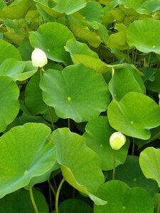 Bud aquatic plant pond