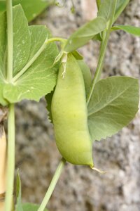 Grow vegetables green photo