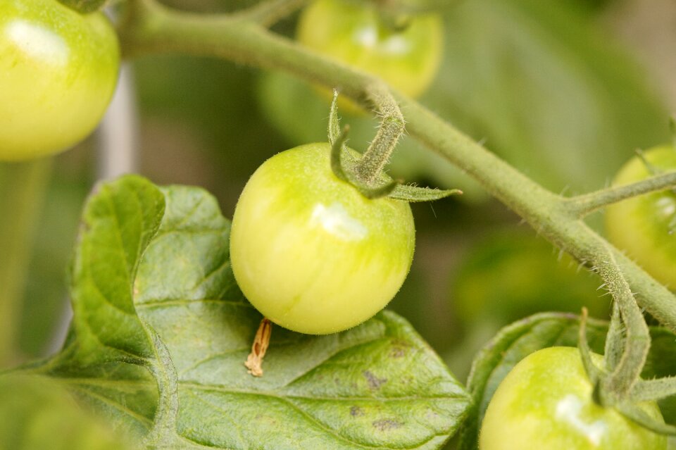 Vegetables green grow