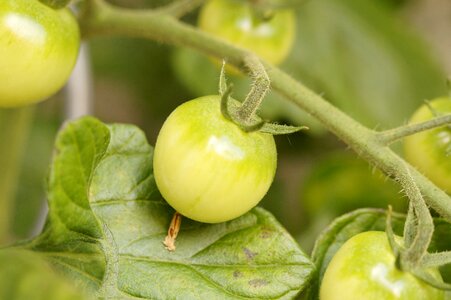 Vegetables green grow