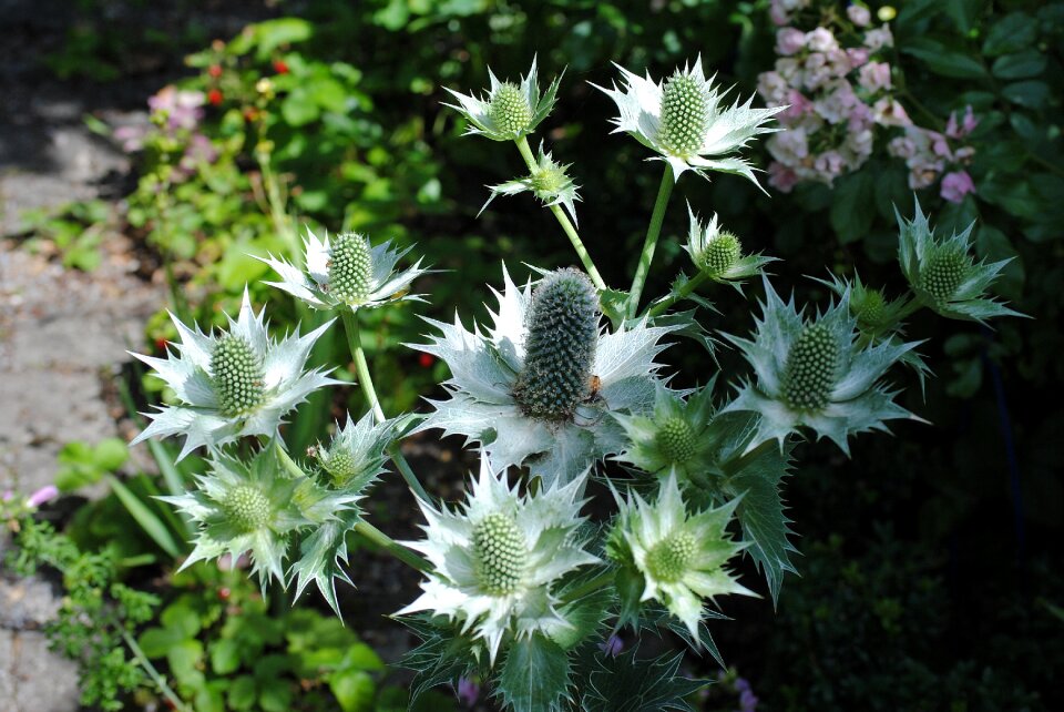 Inflorescence garden prickly