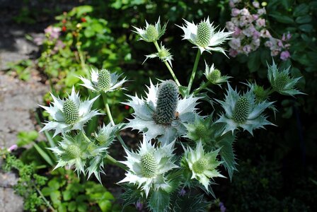 Inflorescence garden prickly