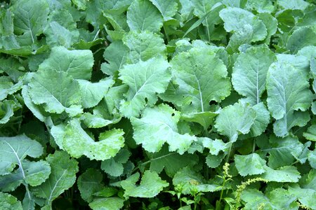 Green garden vegetable
