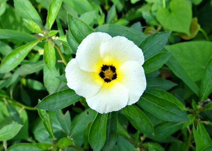 White butter cup turnera subulata passifloraceae photo