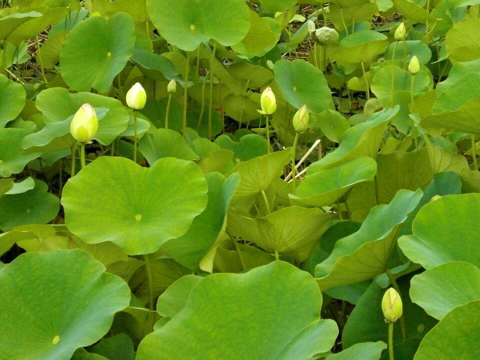 Bud aquatic plant pond