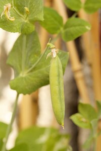 Grow vegetables green