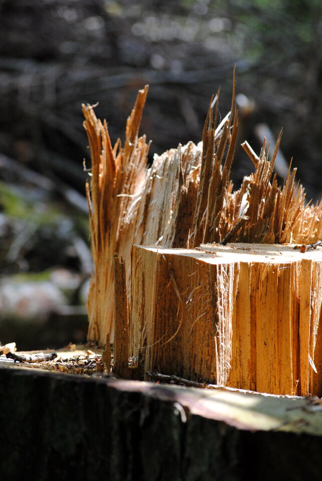 Wood splitter wood canceled