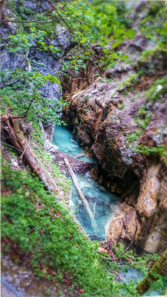 Tree gorge bach