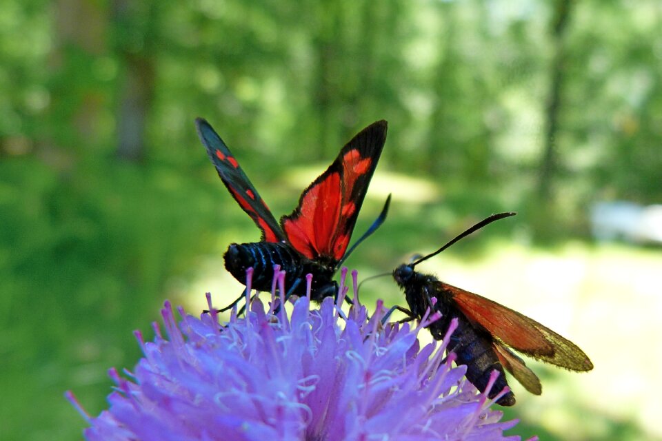 Macro nature flowers