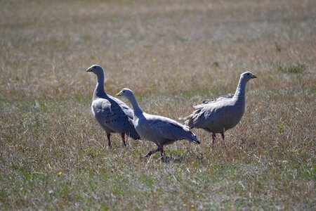 Animal grazing