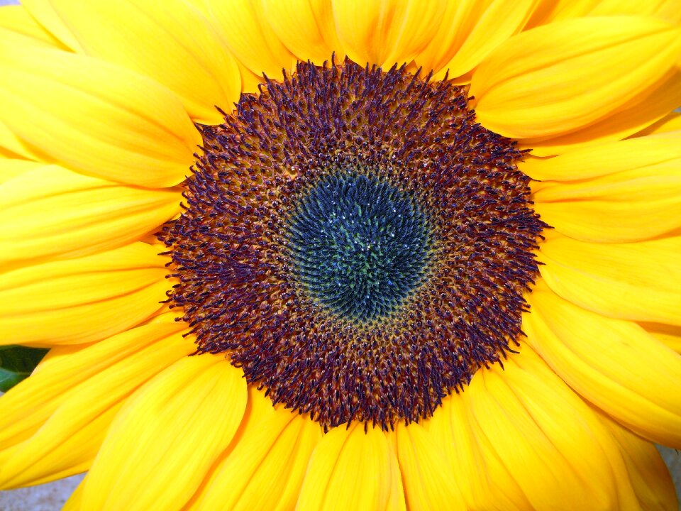 Blossom bloom yellow