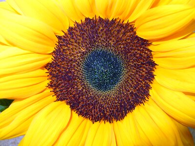 Blossom bloom yellow