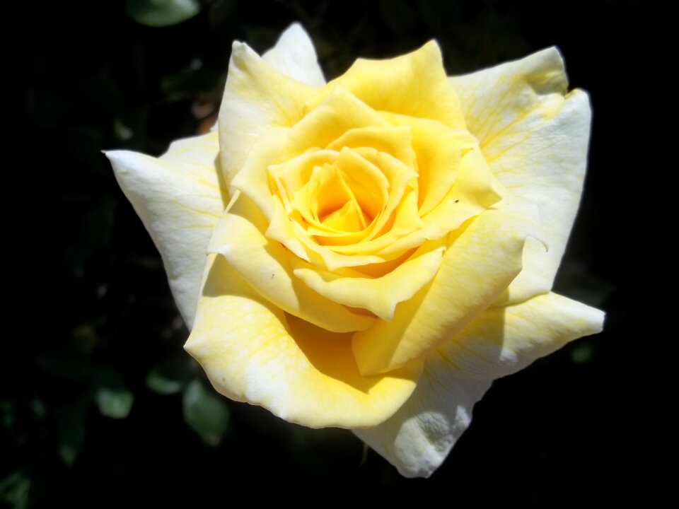 Flower yellow plant