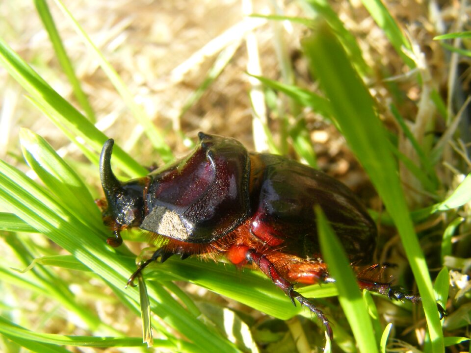 Brown insect orrszarvúbogár photo