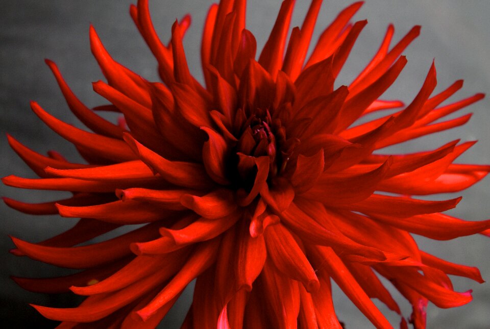 Macro garden bloom