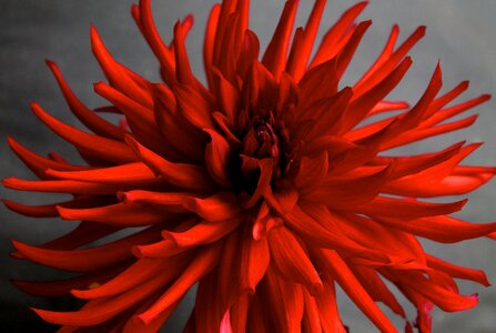 Macro garden bloom