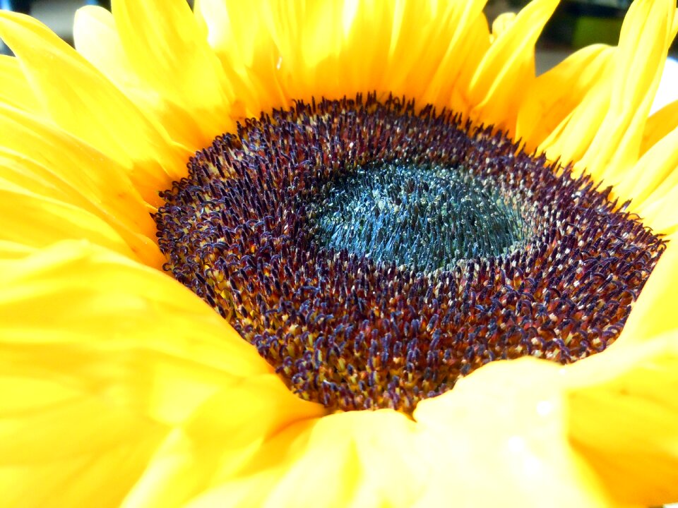 Close up blossom bloom