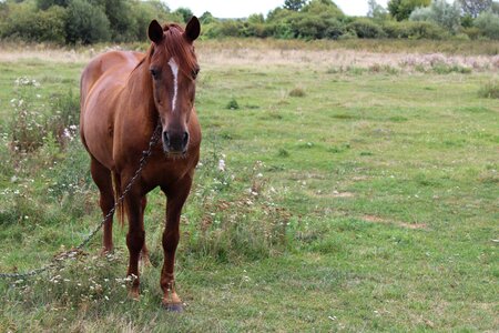 Village field stallion