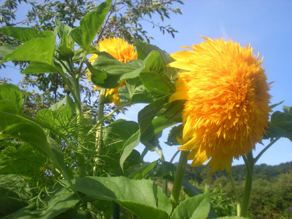 Nature yellow spring