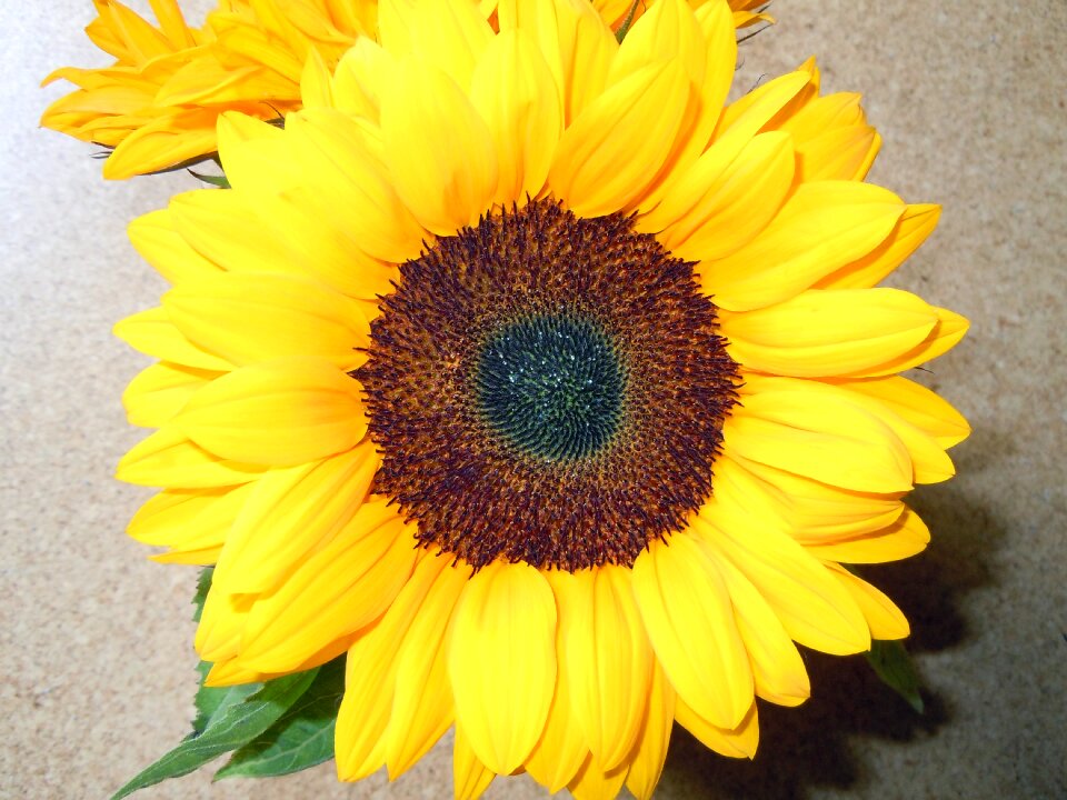 Blossom bloom yellow