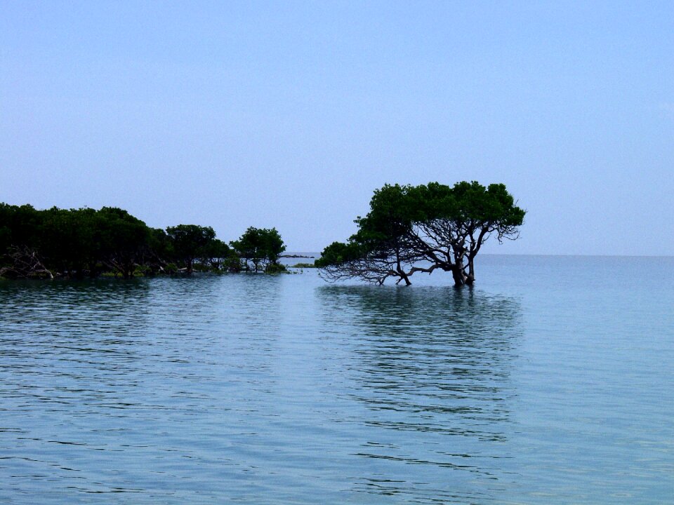 Shallow water tree high water