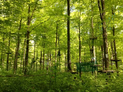 Nature trees landscape photo