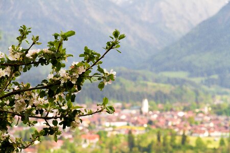 Mountains nature allgäu