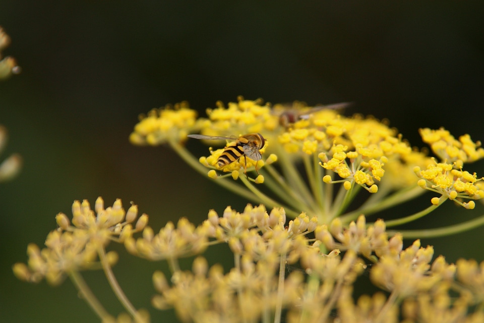 Fauna macro nature