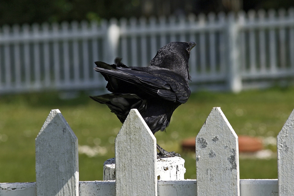 Animal black wildlife