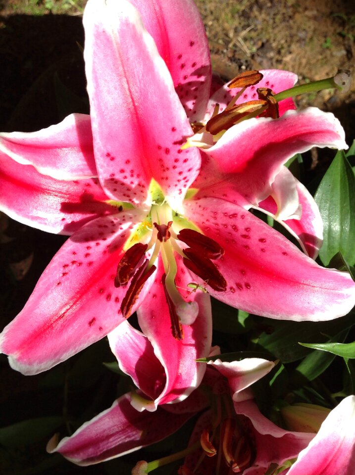 Nature fragrance pink