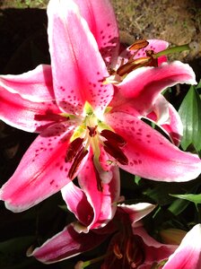 Nature fragrance pink