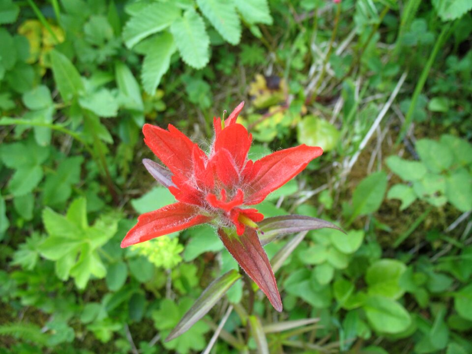 Bloom blooming nature
