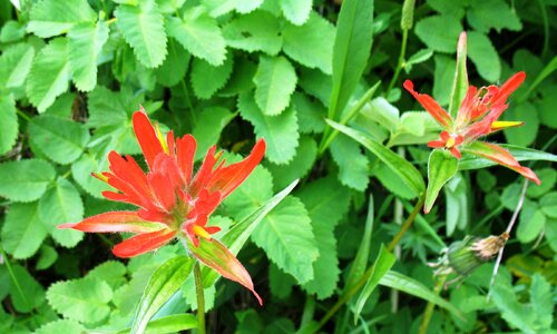 Bloom blooming nature