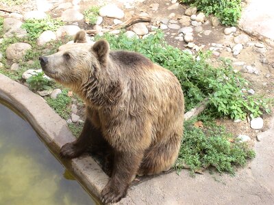 Zoo animal animals