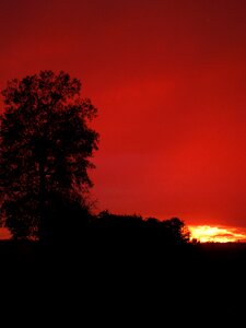 Sunset tree vertically