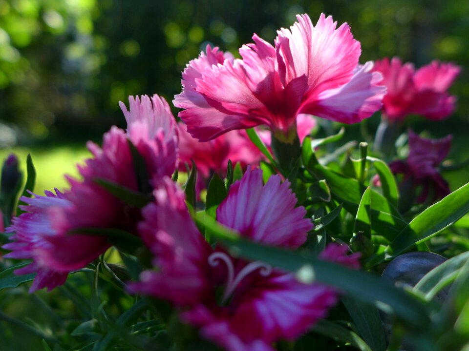 Backlighting bloom pink photo