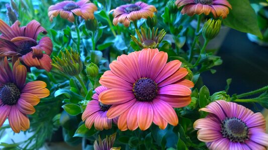 Orange blushing close-up photo