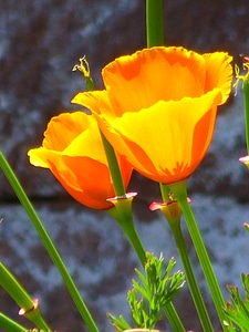 Mohngewaechs papaveraceae poppy