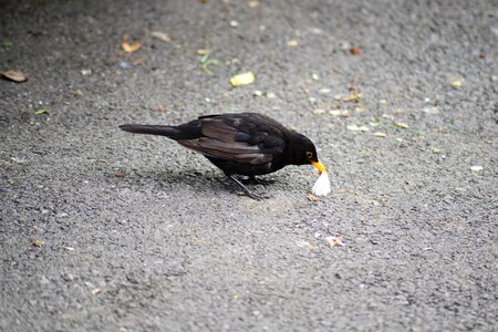 Wild bird close-up